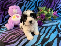 Bandit, a male Yorkipoo for sale in High Springs, FL – 5 of 6