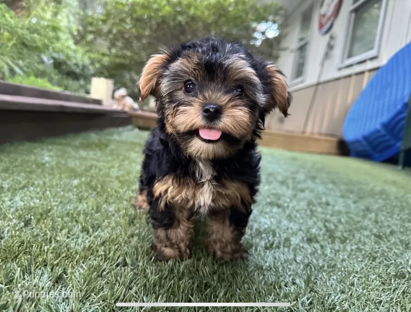Maddie – Yorkshire Terrier puppy for sale in High Springs, FL
