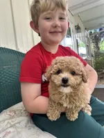Dolly, a female Poodle - Toy  for sale in High Springs, FL – 2 of 5