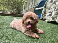 Dory, a female Poodle - Toy  for sale in High Springs, FL – 2 of 6