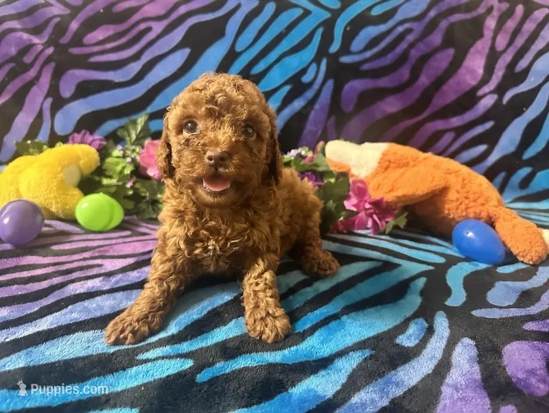 Mary – Poodle - Toy  puppy for sale in High Springs, FL