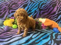 Mary, a female Poodle - Toy  for sale in High Springs, FL – Photo 4 of 5