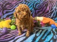 Mary, a female Poodle - Toy  for sale in High Springs, FL – Photo 3 of 5