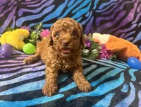 Mary, a female Poodle - Toy  for sale in High Springs, FL – Photo 2 of 5