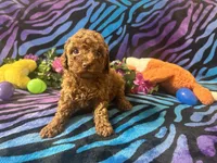 Mary, a female Poodle - Toy  for sale in High Springs, FL – Photo 5 of 5