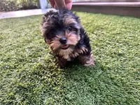 Maddie, a female Yorkshire Terrier for sale in High Springs, FL – 5 of 8