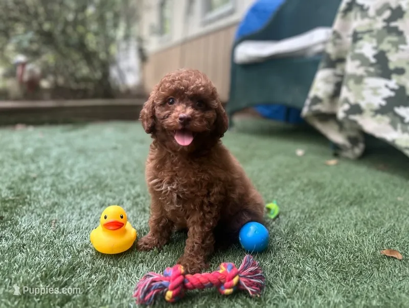 Maple – Poodle - Toy  puppy for sale in High Springs, FL