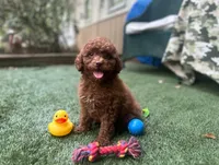 Maple, a female Poodle - Toy  for sale in High Springs, FL – 1 of 4