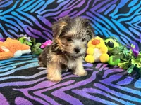 Peanut, a male Yorkshire Terrier for sale in High Springs, FL – Photo 1 of 5