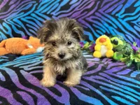 Peanut, a male Yorkshire Terrier for sale in High Springs, FL – Photo 3 of 5