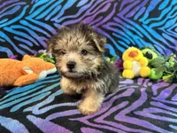 Peanut, a male Yorkshire Terrier for sale in High Springs, FL – Photo 4 of 5