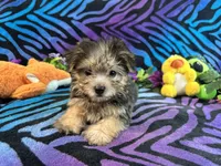 Peanut, a male Yorkshire Terrier for sale in High Springs, FL – Photo 2 of 5