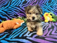 Peanut, a male Yorkshire Terrier for sale in High Springs, FL – Photo 5 of 5