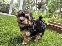 Maddy, a female Morkie for sale in High Springs, FL – 2 of 5