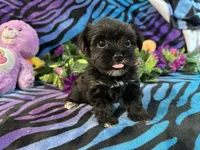Isla, a female Yorkipoo for sale in High Springs, FL – 2 of 5