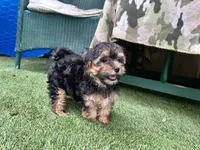 Maddy, a female Morkie for sale in High Springs, FL – 3 of 5