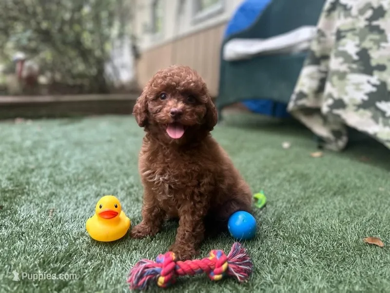 Merry – Poodle - Toy  puppy for sale in High Springs, FL
