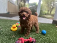 Merry, a female Poodle - Toy  for sale in High Springs, FL – Photo 5 of 5