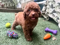 Merry, a female Poodle - Toy  for sale in High Springs, FL – Photo 3 of 5