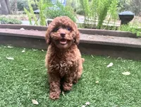 Merry, a female Poodle - Toy  for sale in High Springs, FL – Photo 2 of 5