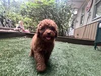 Merry, a female Poodle - Toy  for sale in High Springs, FL – Photo 4 of 5