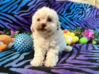 Frannie, a female Poodle - Toy  for sale in High Springs, FL – Photo 3 of 4