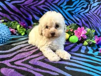 Frannie, a female Poodle - Toy  for sale in High Springs, FL – Photo 2 of 4