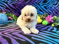 Frannie, a female Poodle - Toy  for sale in High Springs, FL – Photo 1 of 4