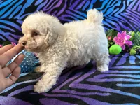 Frannie, a female Poodle - Toy  for sale in High Springs, FL – Photo 4 of 4
