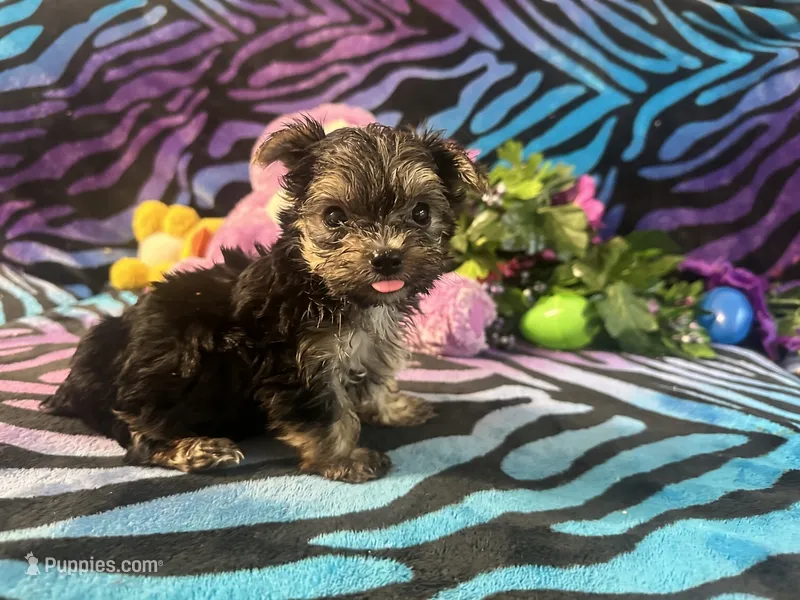 Peanut – Yorkshire Terrier puppy for sale in High Springs, FL