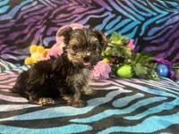 Peanut, a male Yorkshire Terrier for sale in High Springs, FL – 1 of 4