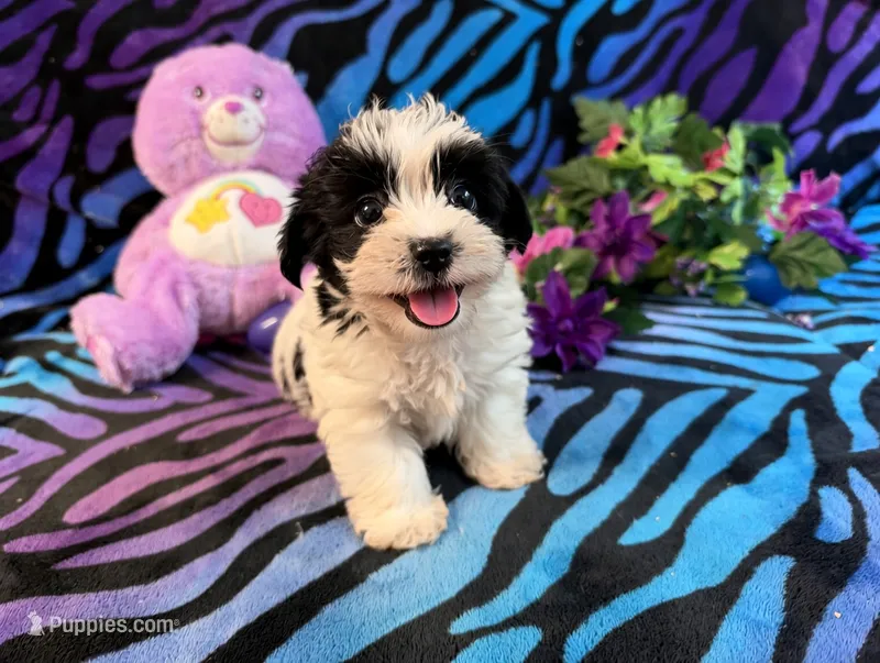 Bandit – Yorkipoo puppy for sale in High Springs, FL