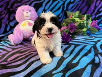 Bandit, a male Yorkipoo for sale in High Springs, FL – 1 of 6