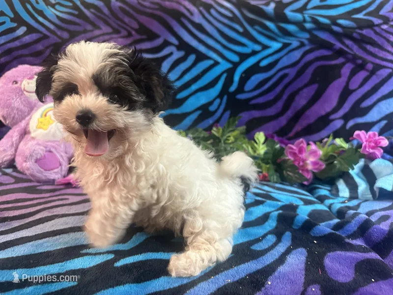 Bandit – Morkie puppy for sale in High Springs, FL