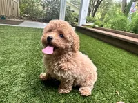 Dory, a female Poodle - Toy  for sale in High Springs, FL – 5 of 6