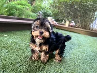 Maddie, a female Yorkshire Terrier for sale in High Springs, FL – 3 of 8