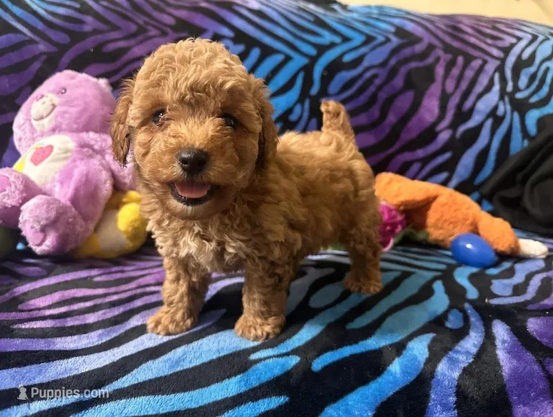 Teddy – Poodle - Toy  puppy for sale in High Springs, FL