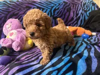 Teddy, a male Poodle - Toy  for sale in High Springs, FL – Photo 4 of 5