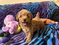 Teddy, a male Poodle - Toy  for sale in High Springs, FL – Photo 2 of 5