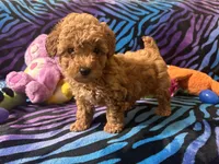Teddy, a male Poodle - Toy  for sale in High Springs, FL – Photo 5 of 5