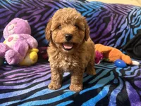 Teddy, a male Poodle - Toy  for sale in High Springs, FL – Photo 3 of 5