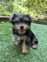 Macie, a female Yorkshire Terrier for sale in High Springs, FL – 2 of 5