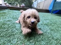 Rubie, a male Poodle - Toy  for sale in High Springs, FL – 6 of 6