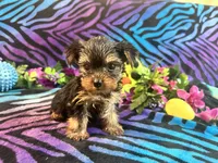Minnie, a male Yorkshire Terrier for sale in High Springs, FL – Photo 4 of 4