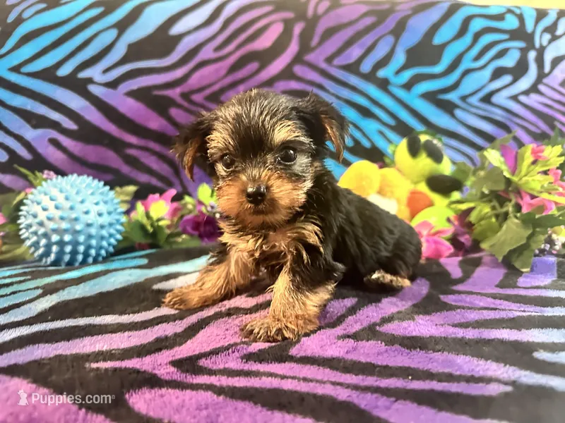 Minnie, a male Yorkshire Terrier for sale in High Springs, FL – Photo 1 of 4