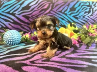 Minnie, a male Yorkshire Terrier for sale in High Springs, FL – Photo 1 of 4