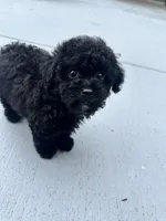Romeo, a male Poodle - Toy  for sale in High Springs, FL – 4 of 5