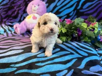 Annie, a female Maltipoo for sale in High Springs, FL – 6 of 6