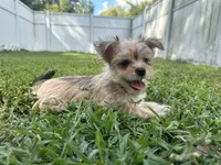 Minni, a female Morkie for sale in High Springs, FL – 3 of 6