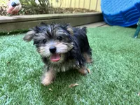 Macie, a female Yorkshire Terrier for sale in High Springs, FL – 1 of 5